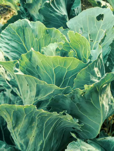 Formerly we known as weight guide for some fresh vegetables